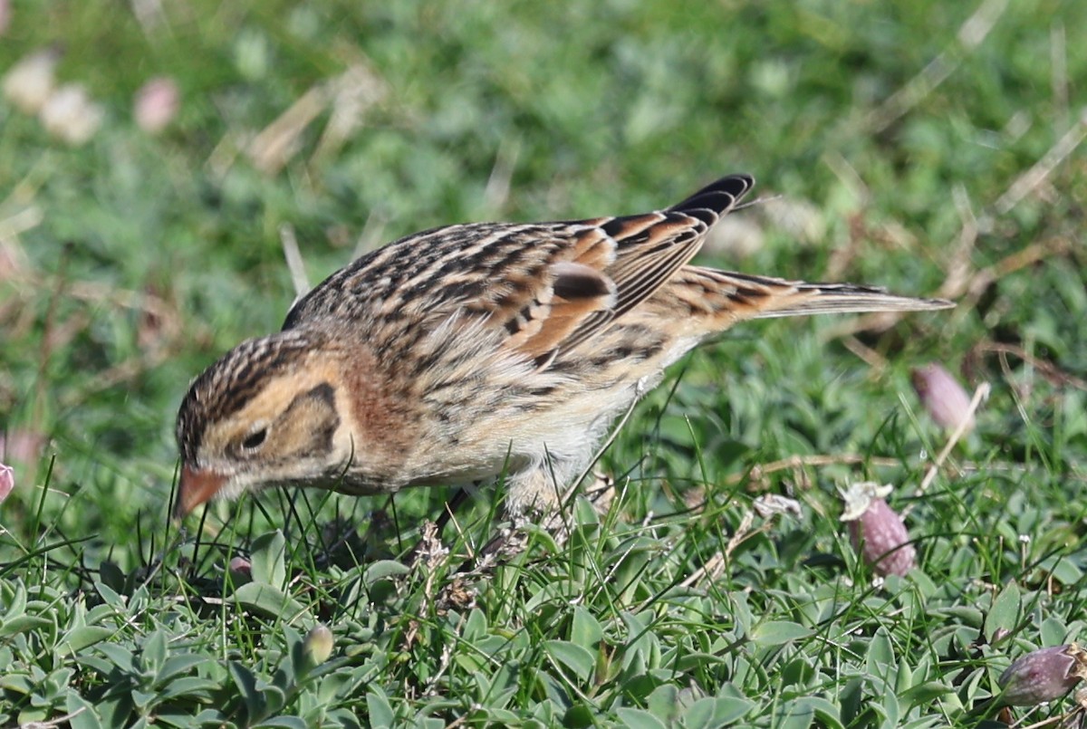 Lapland Longspur - ML643746097