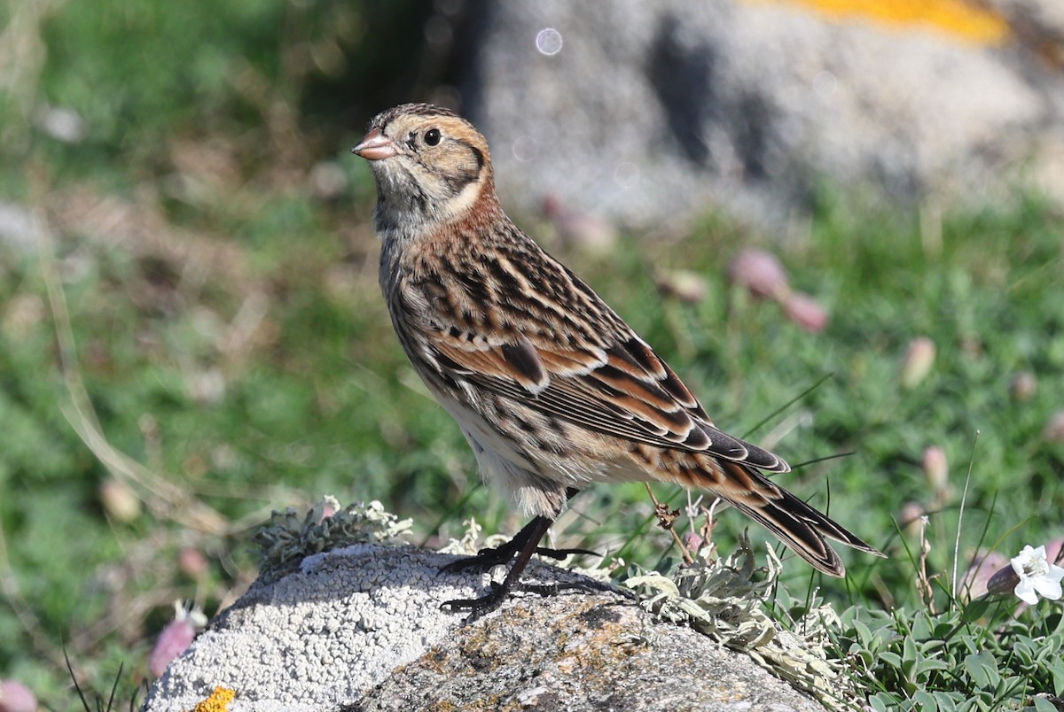 Lapland Longspur - ML643746098