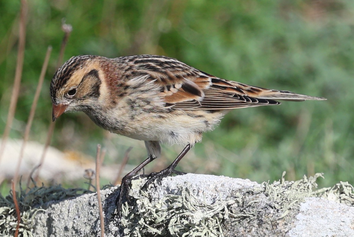 Lapland Longspur - ML643746099