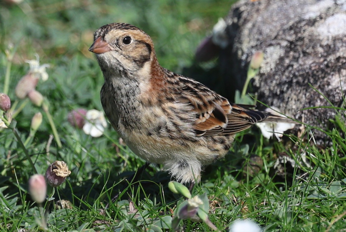 Lapland Longspur - ML643746100