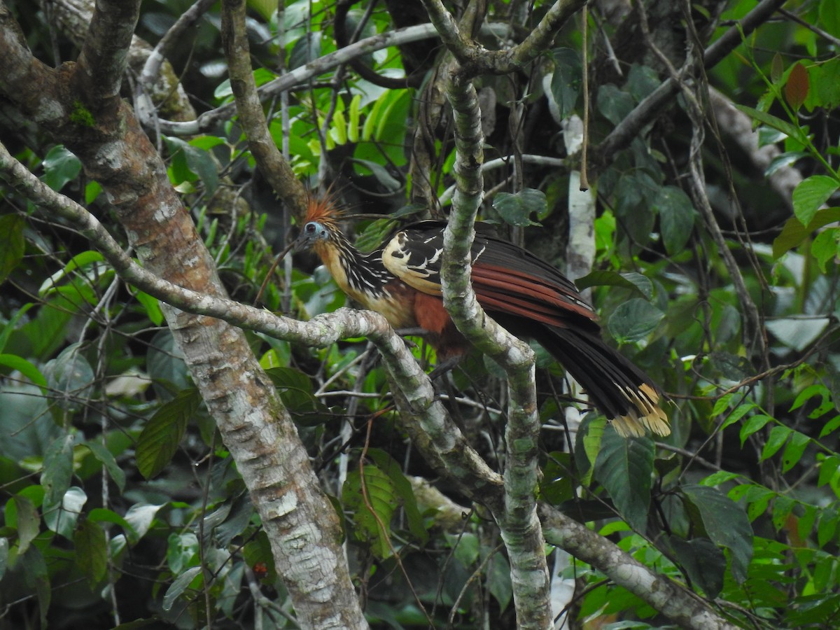 Hoatzin - ML643746113