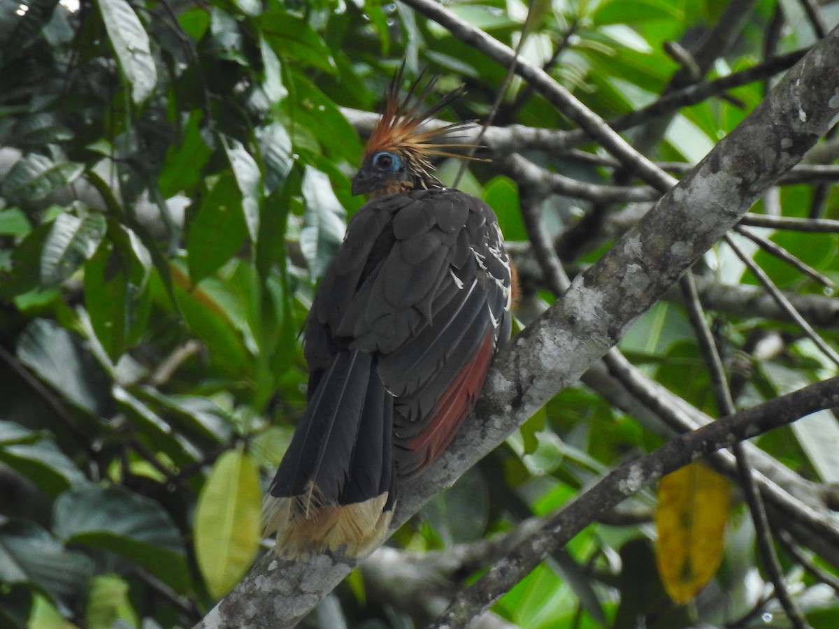 Hoatzin - ML643746117