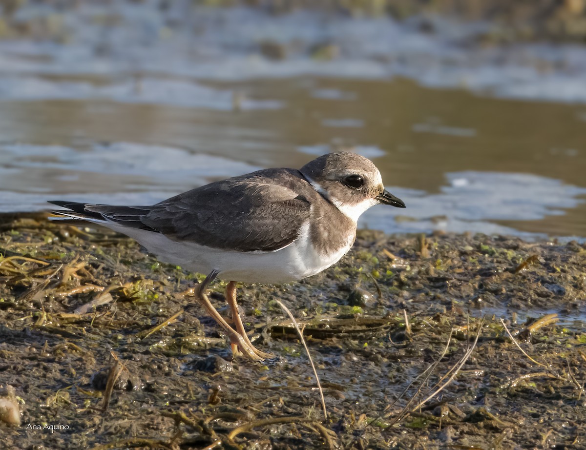 Common Ringed Plover - ML643746125