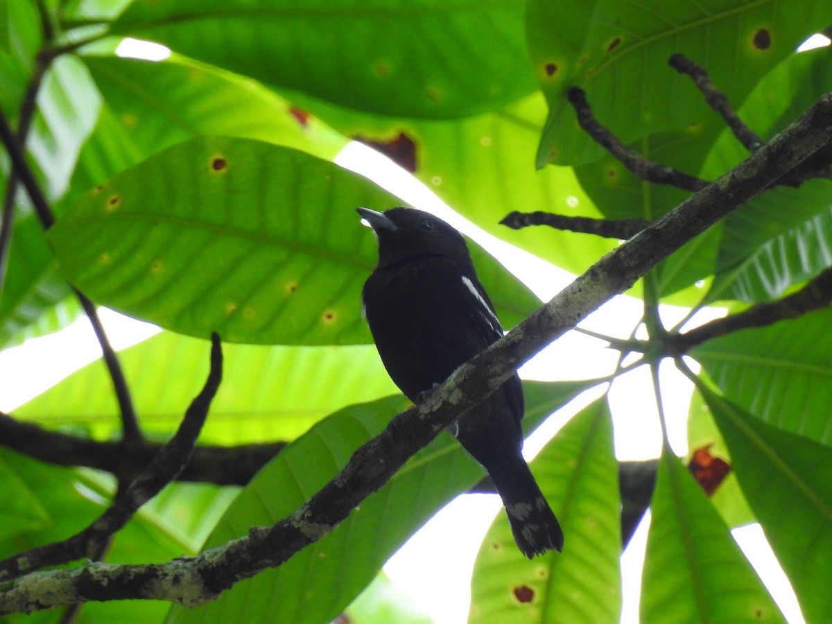White-winged Becard - ML643746133