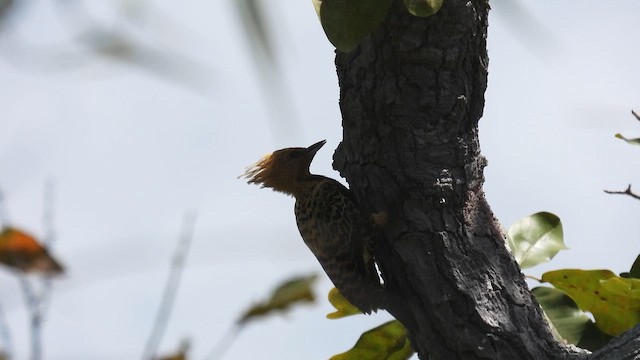 Ochre-backed Woodpecker - ML643746139