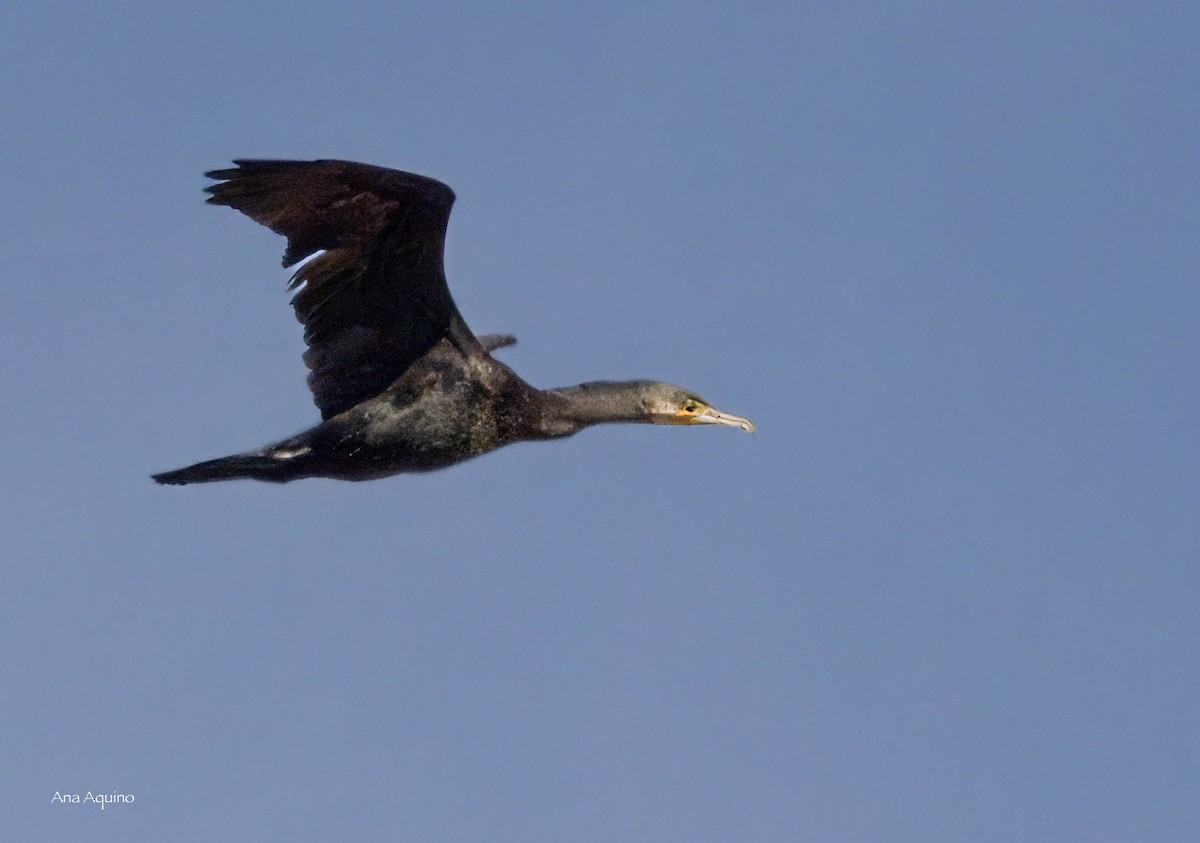 Great Cormorant - ML643746146