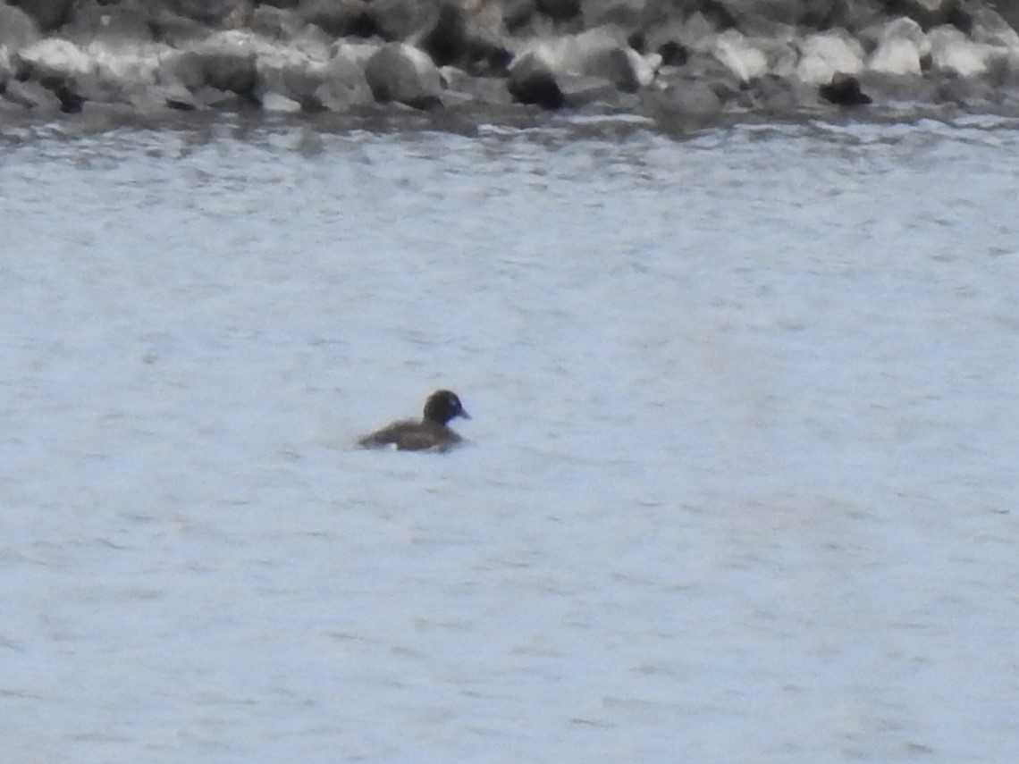 duck sp. - ML643746158