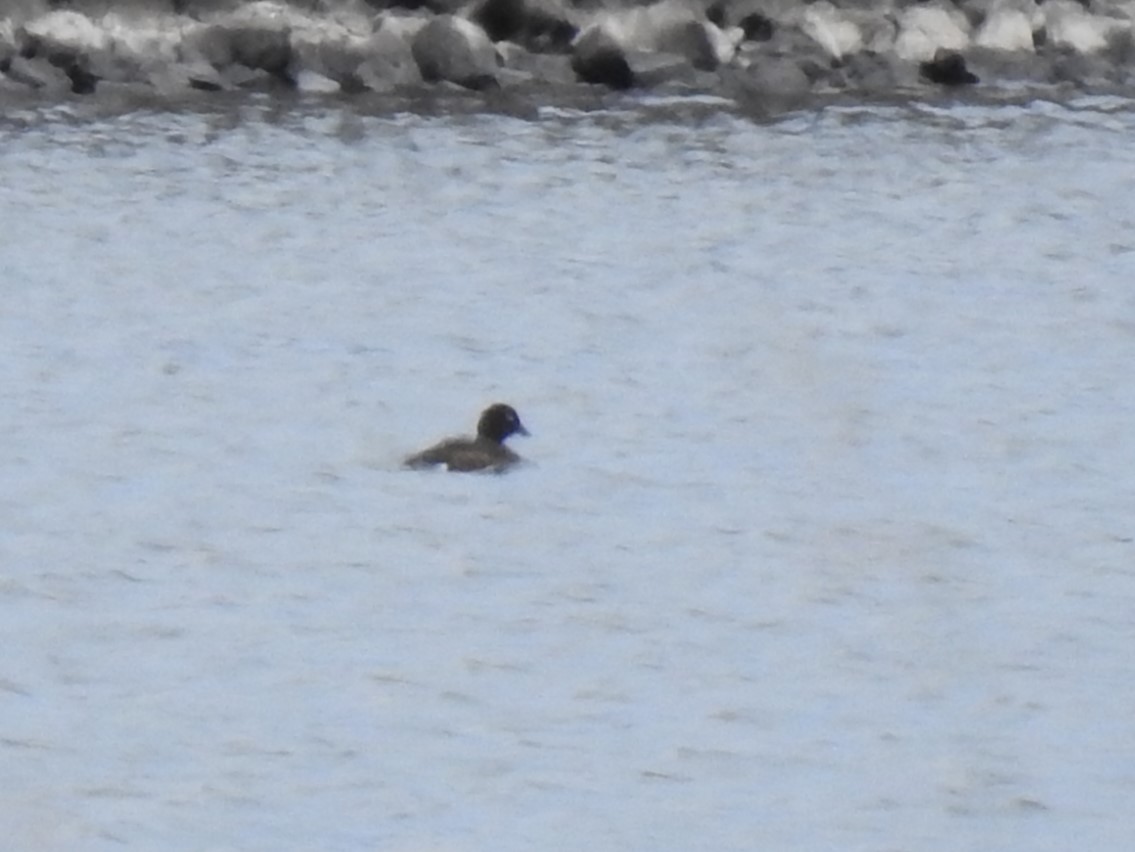 duck sp. - ML643746159