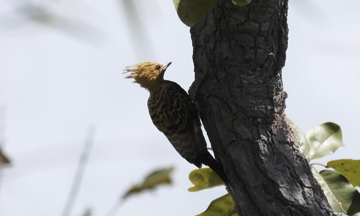 Ochre-backed Woodpecker - ML643746161