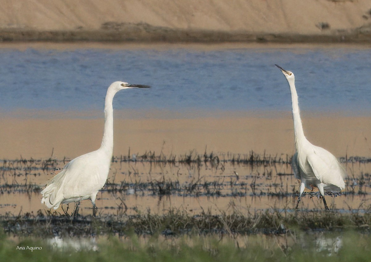 Little Egret - ML643746163