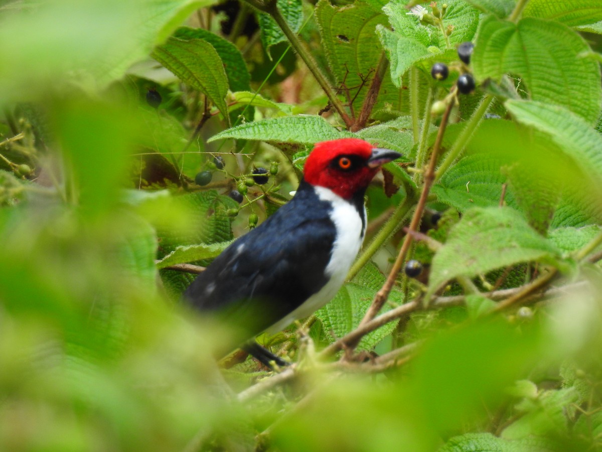 Red-capped Cardinal - ML643746173