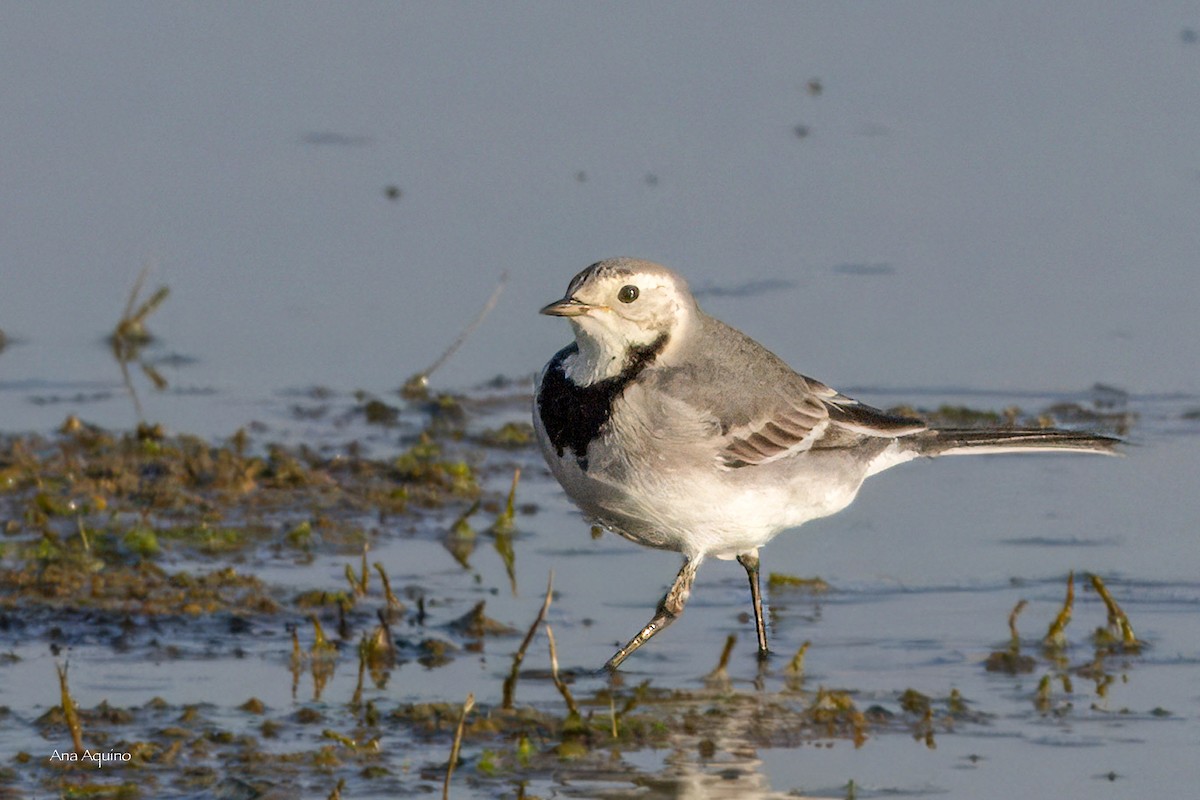 White Wagtail - ML643746176