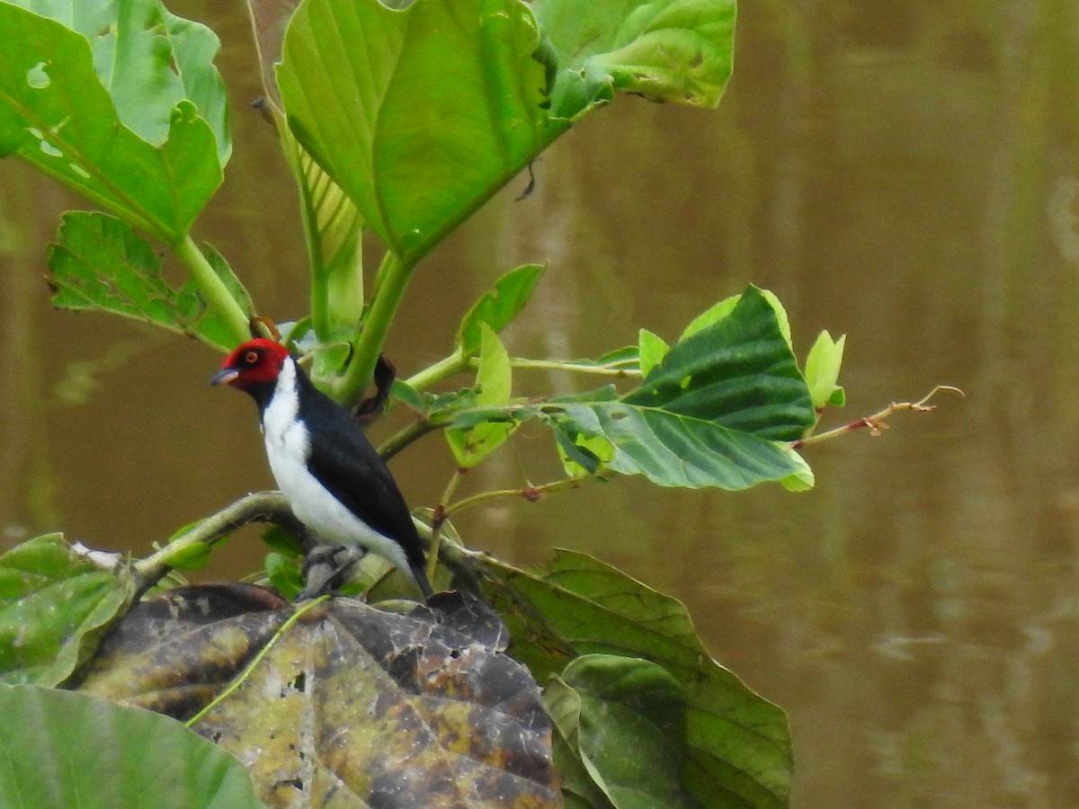 Red-capped Cardinal - ML643746177