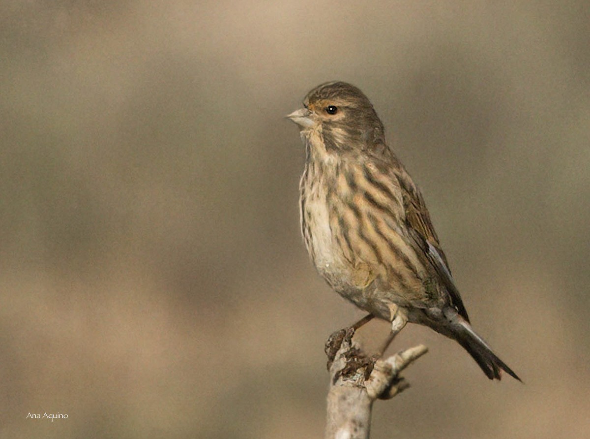 Eurasian Linnet - ML643746189