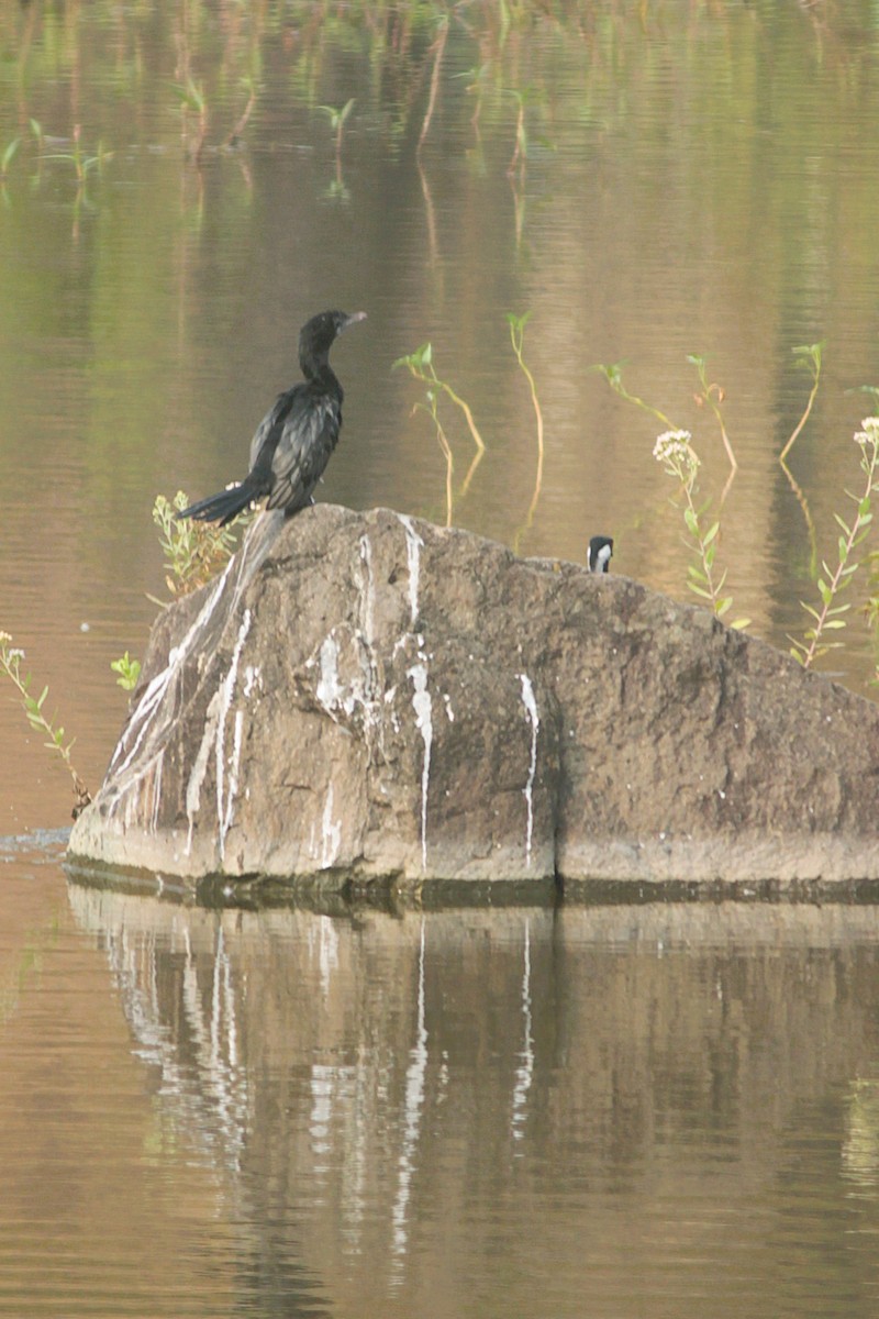 Little Cormorant - ML643746193