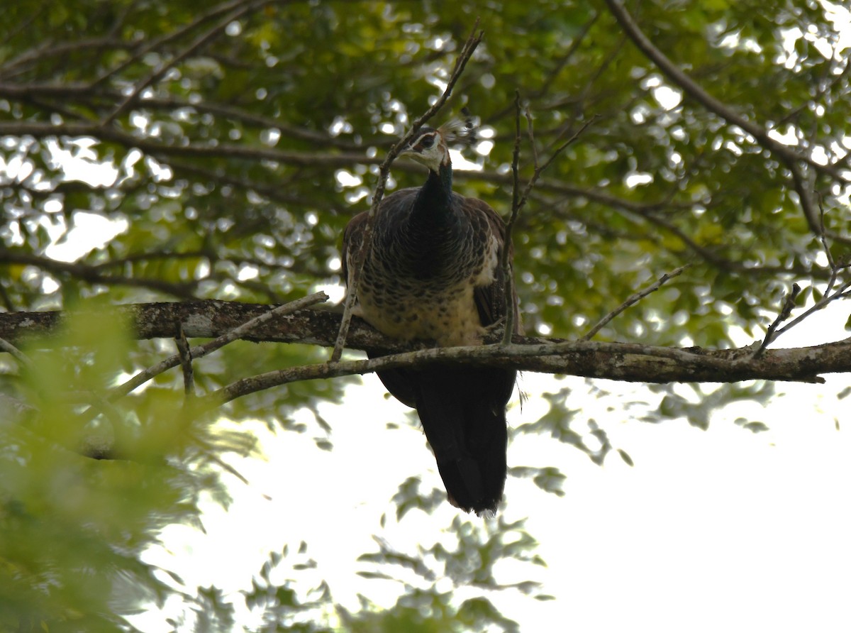 Indian Peafowl - ML643746194