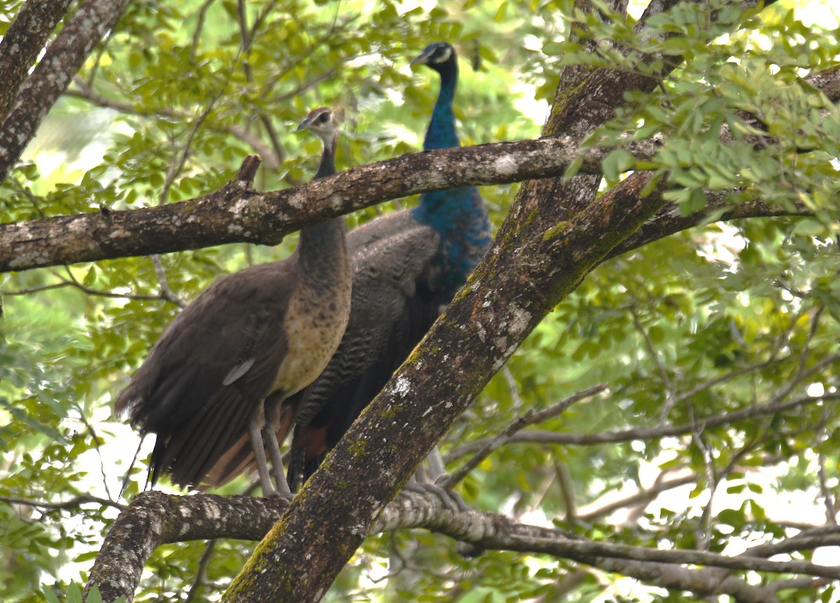 Indian Peafowl - ML643746195