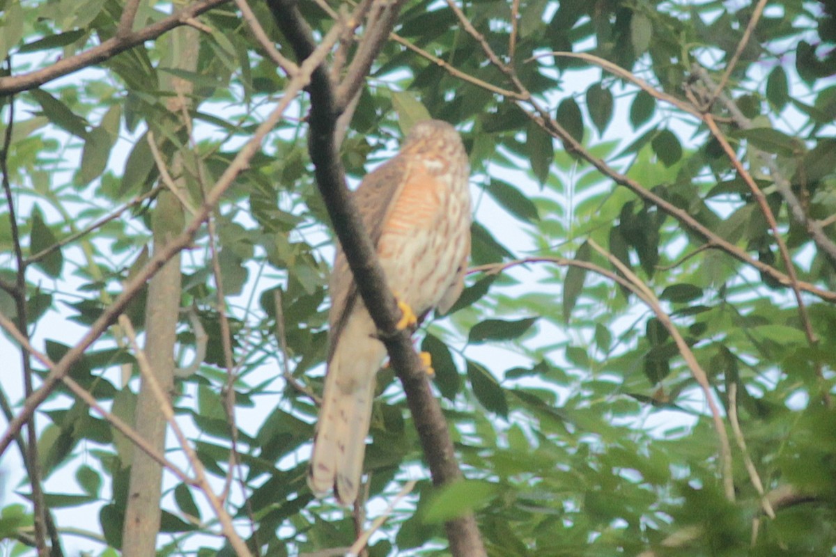 Shikra - ML643746197