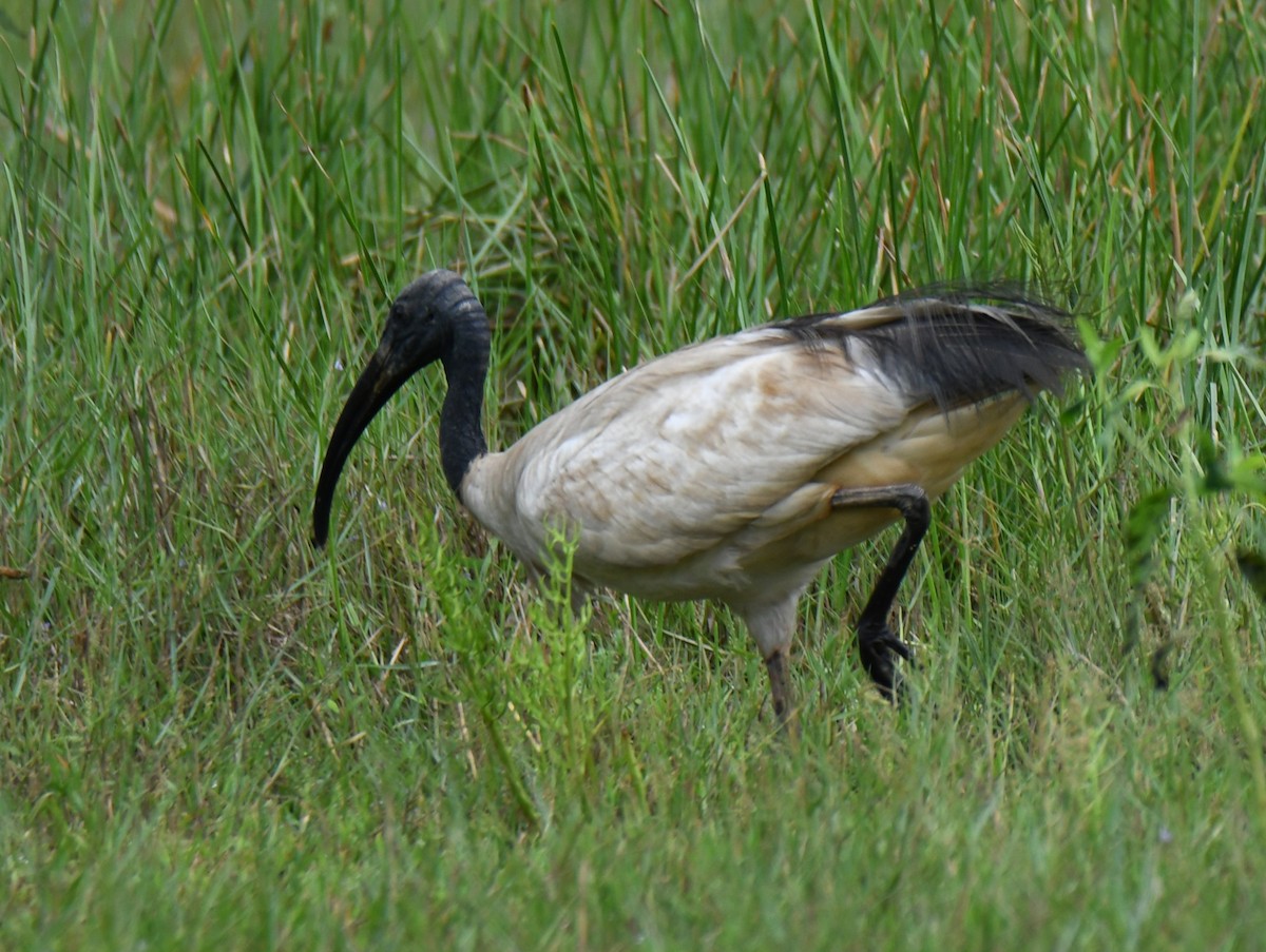 Black-headed Ibis - ML643746198