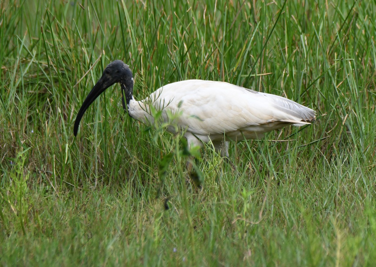 Black-headed Ibis - ML643746200