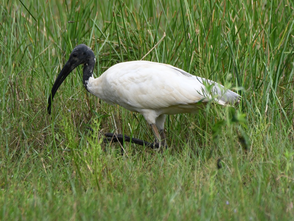Black-headed Ibis - ML643746201