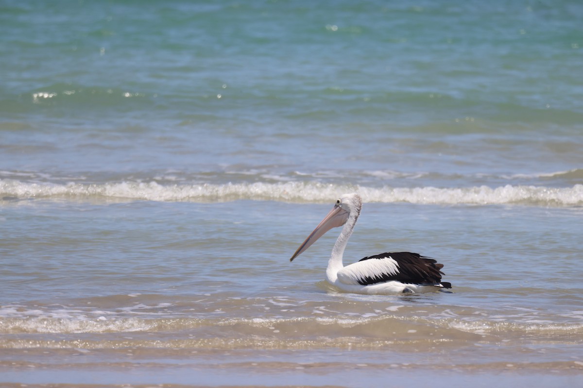 Australian Pelican - ML643746203