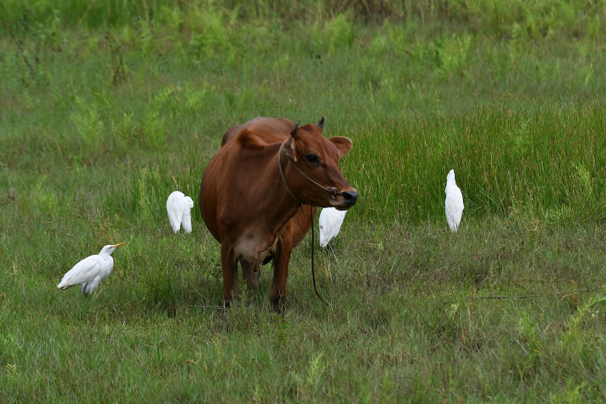 Eastern Cattle-Egret - ML643746204