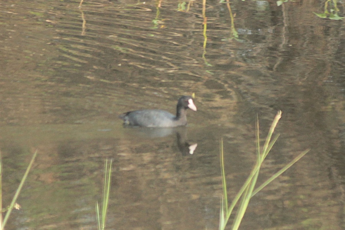 Eurasian Moorhen - ML643746205