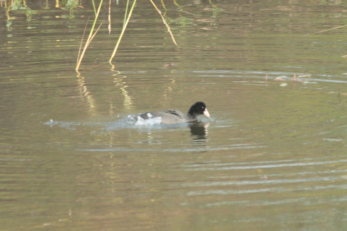 Eurasian Moorhen - ML643746206