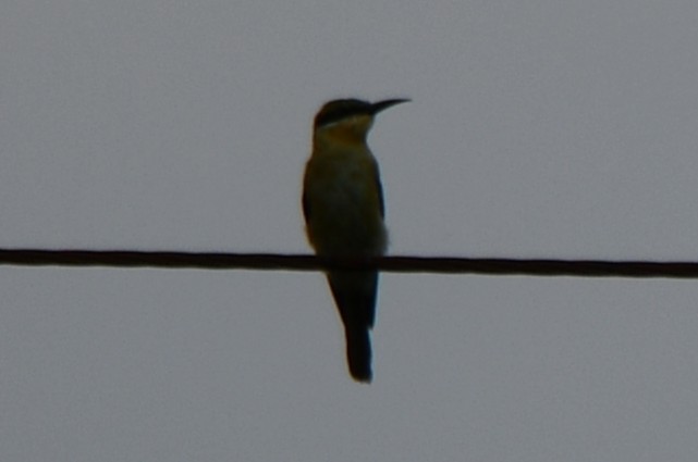 Blue-tailed Bee-eater - ML643746212