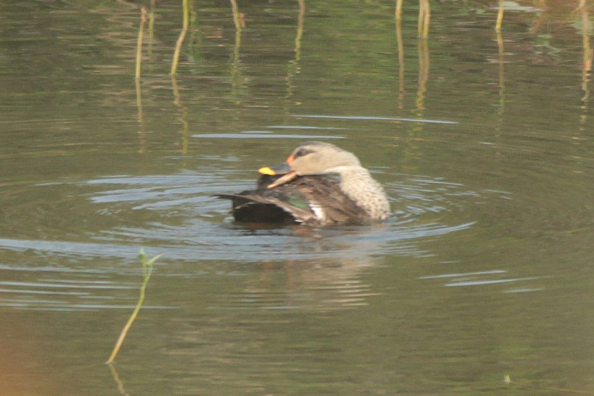 Indian Spot-billed Duck - ML643746217