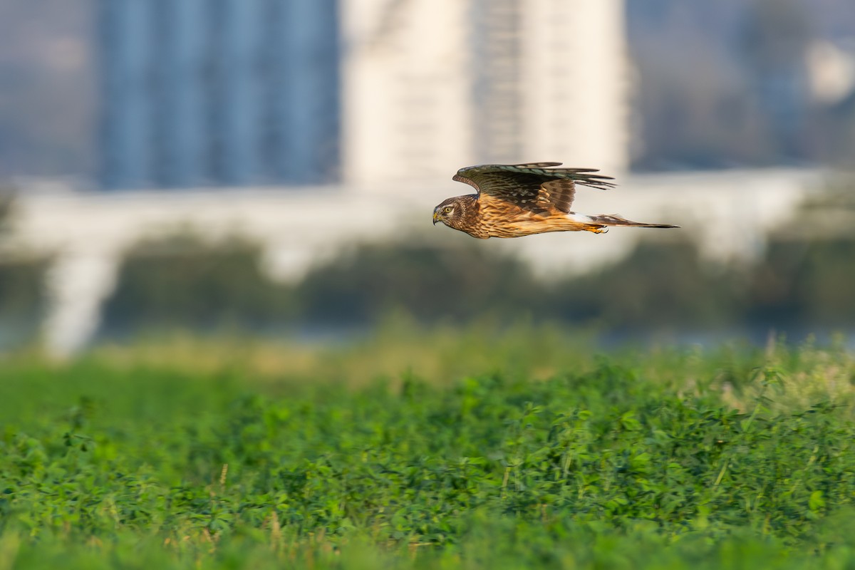 Black Kite - ML643746228