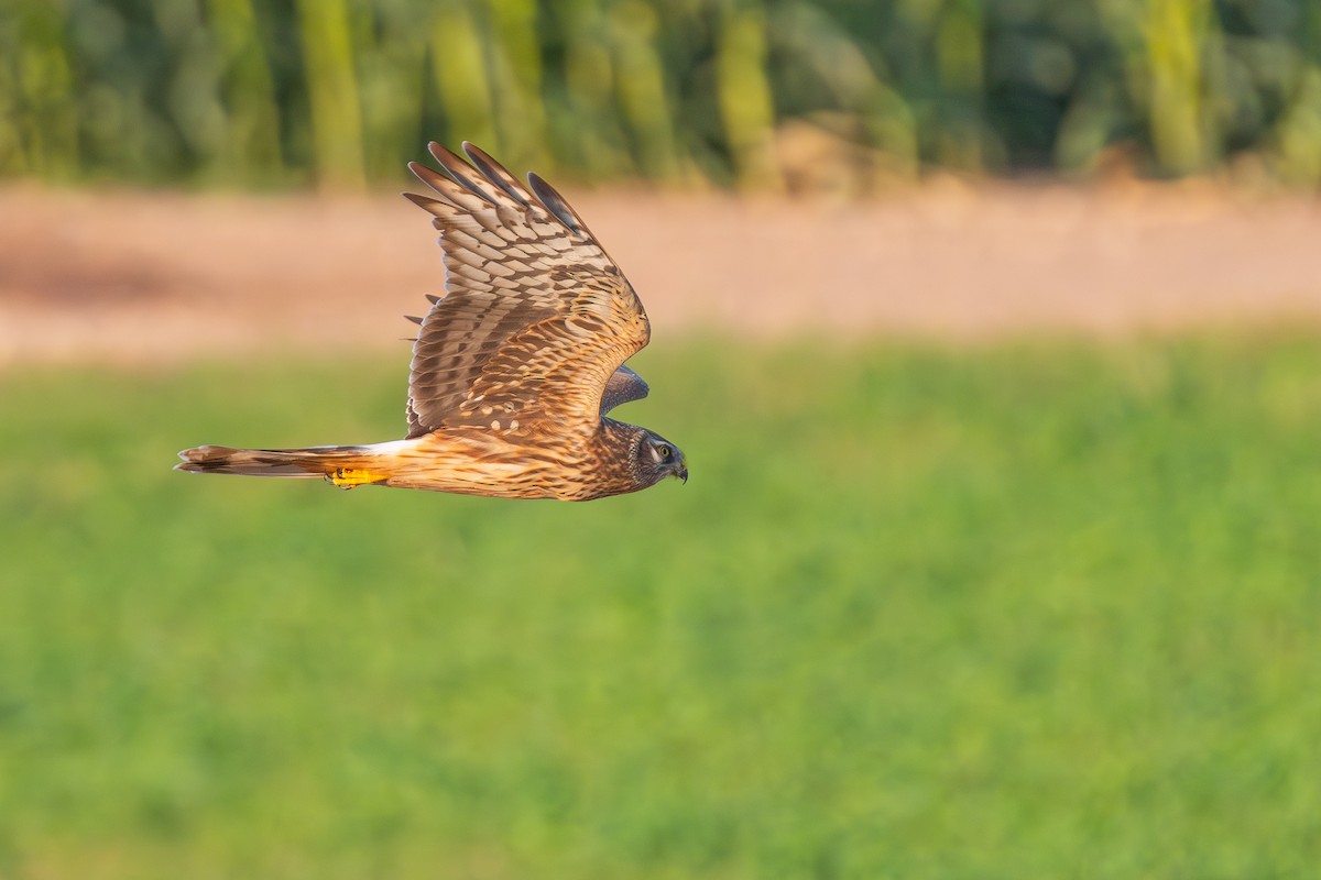 Black Kite - ML643746229