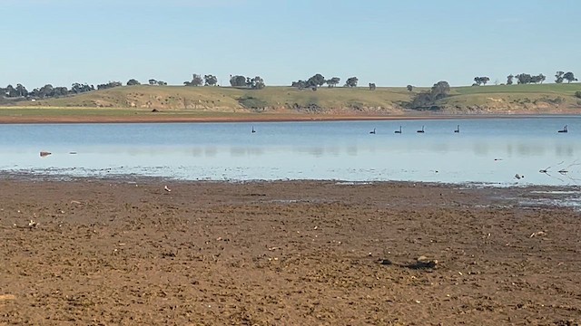 Australian Pratincole - ML643746230
