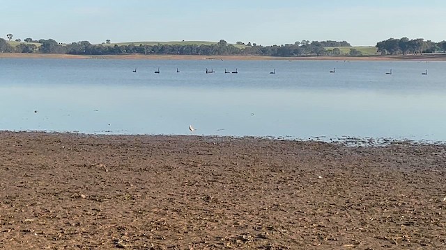 Australian Pratincole - ML643746231