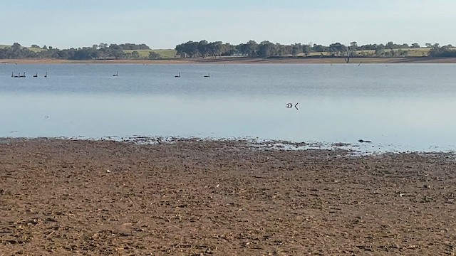 Australian Pratincole - ML643746232