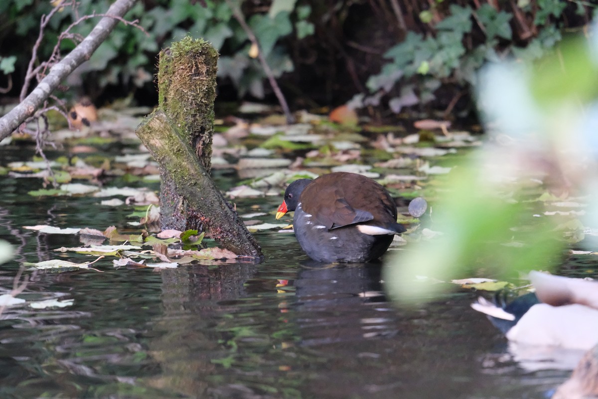 Eurasian Moorhen - ML643746233