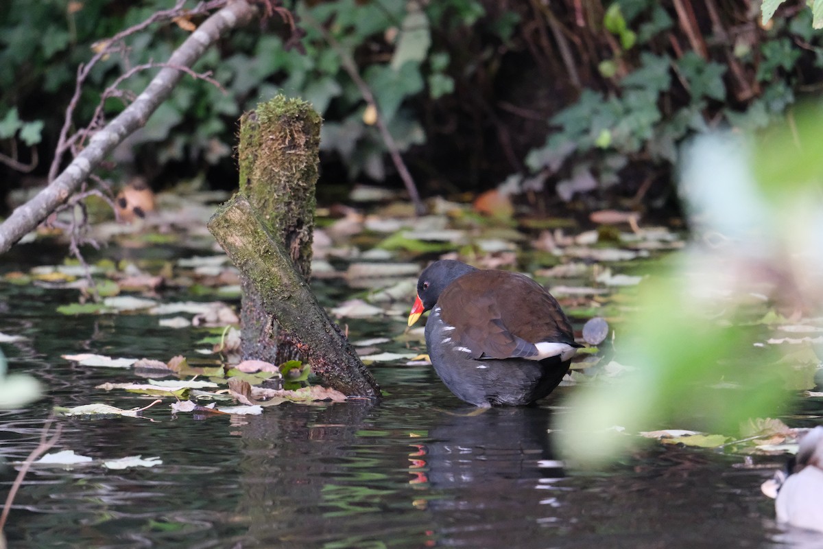 Eurasian Moorhen - ML643746234