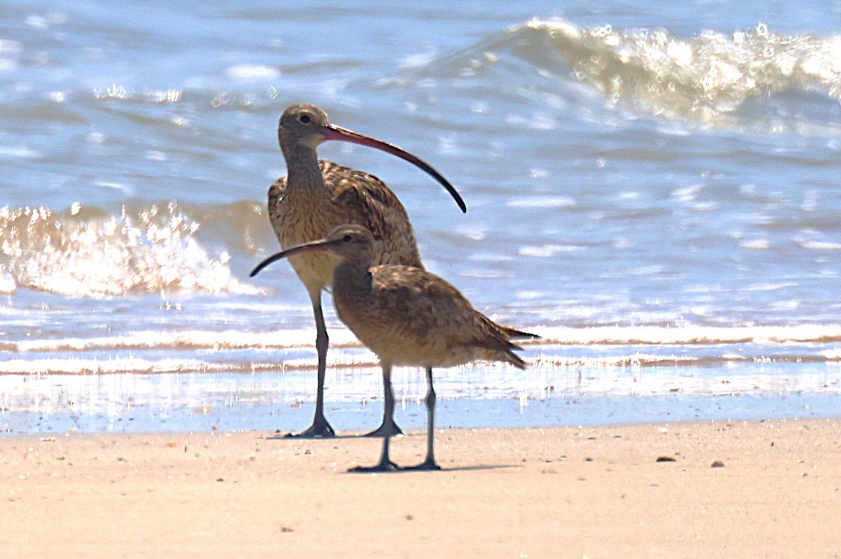 Far Eastern Curlew - ML643746235