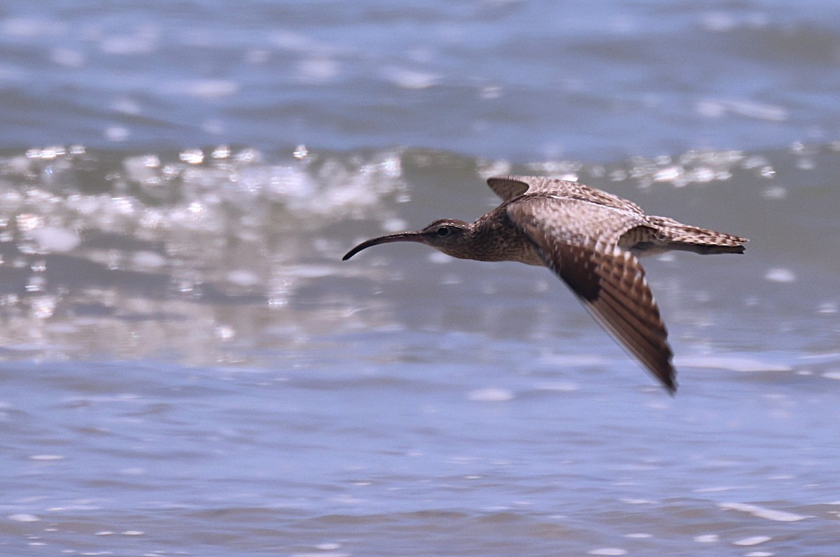 Whimbrel (White-rumped) - ML643746236