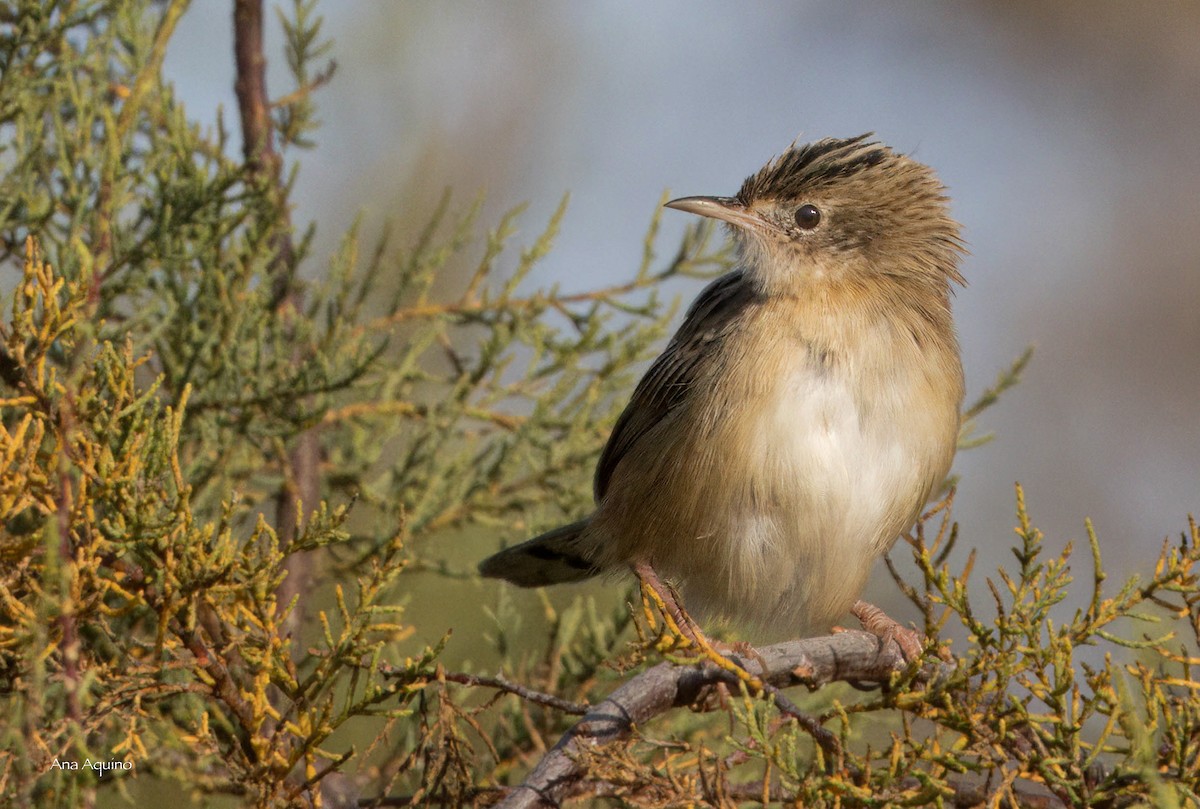 Zitting Cisticola - ML643746237