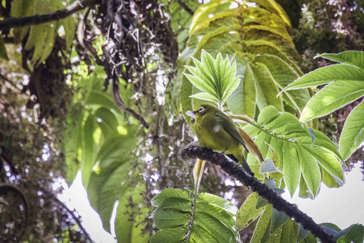 Kikuyu White-eye - ML643746238