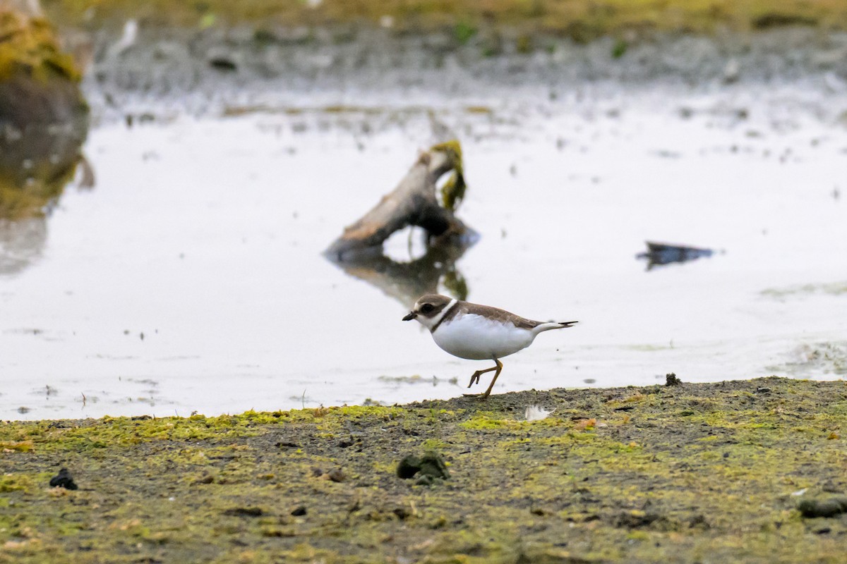 Semipalmated Plover - ML643746239