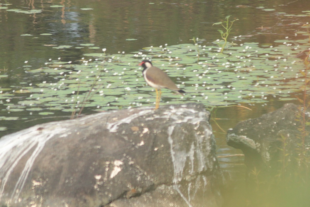 Red-wattled Lapwing - ML643746240