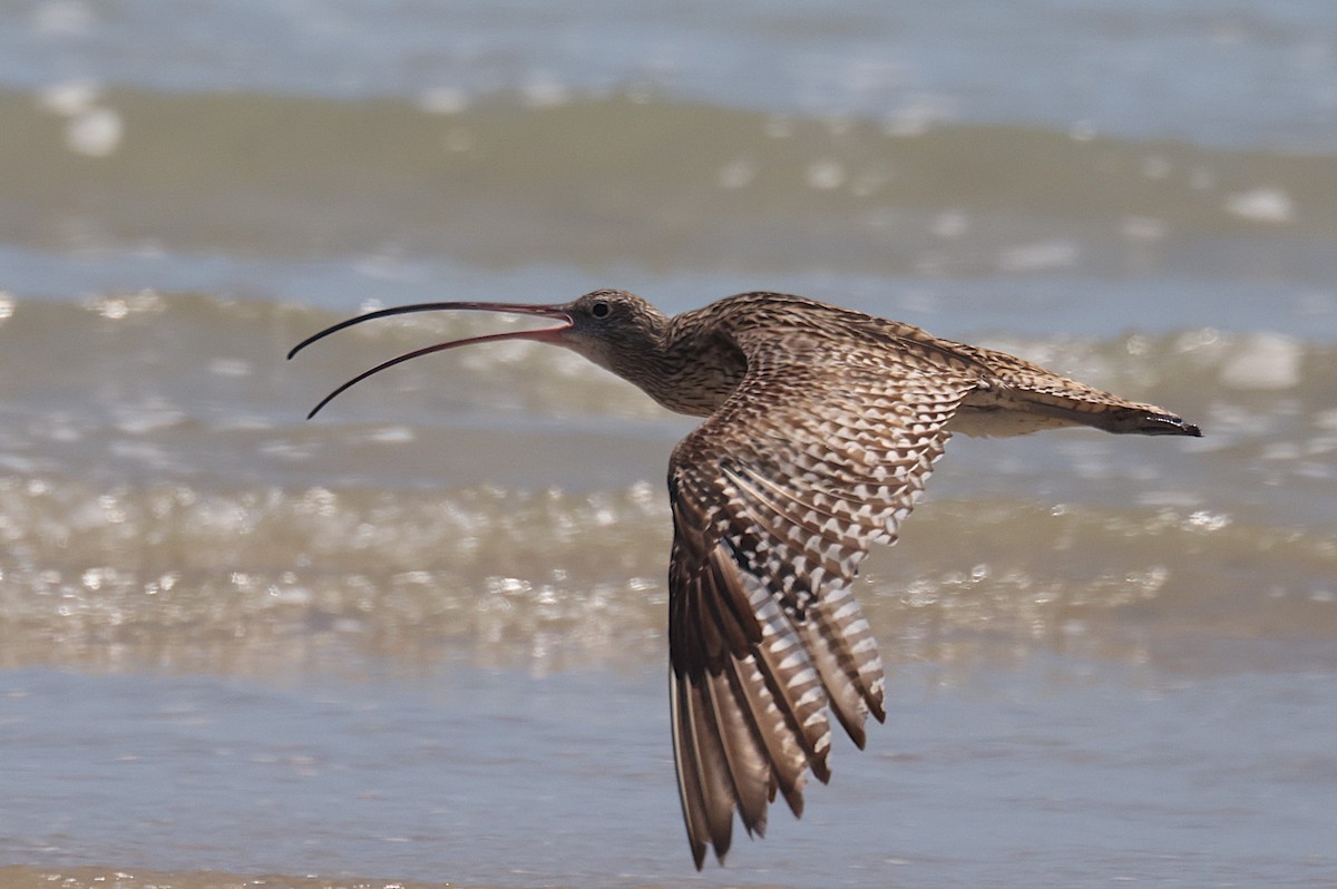 Far Eastern Curlew - ML643746241