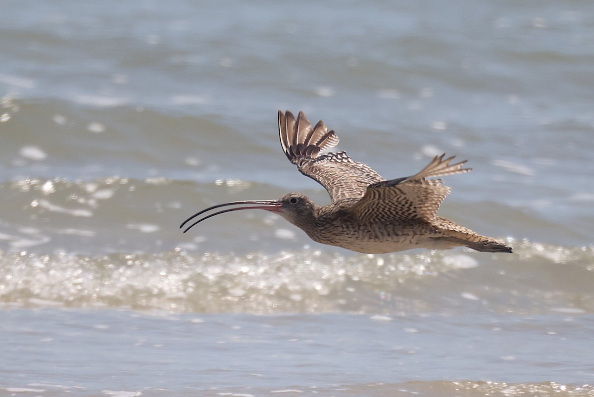 Far Eastern Curlew - ML643746242