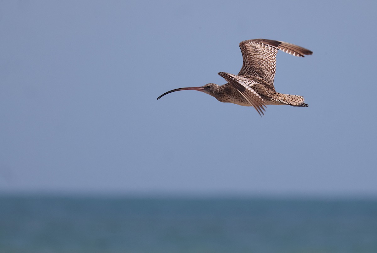 Far Eastern Curlew - ML643746243