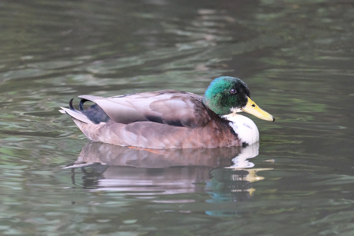 Mallard - ML643746244