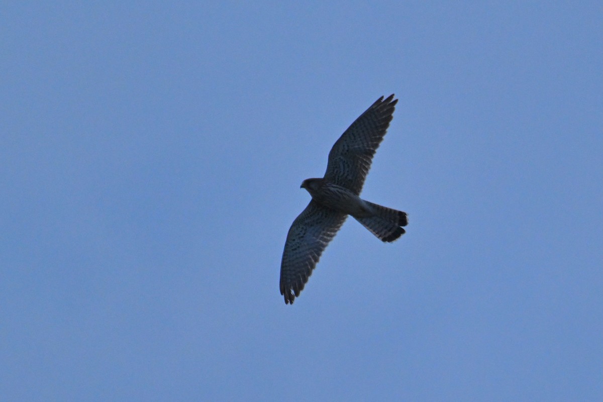 Eurasian Kestrel - ML643746245