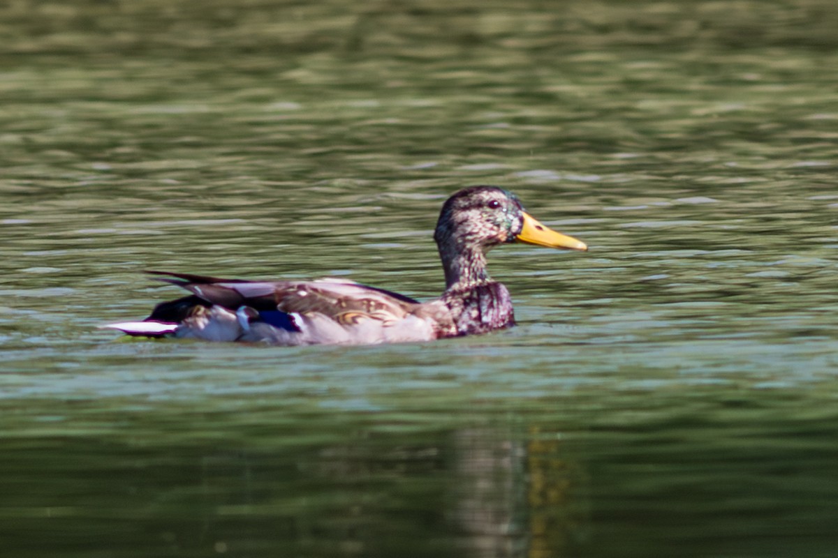 Mallard - ML643746246